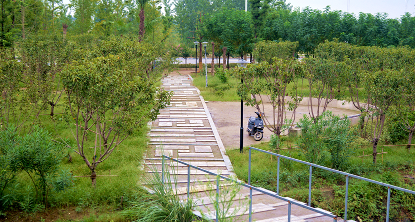 湖北·316 國道老河口市城區(qū)梨花大道景觀項目